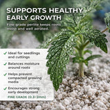 Young plant growing in fine grade perlite with moist, well-aerated roots supporting healthy early growth