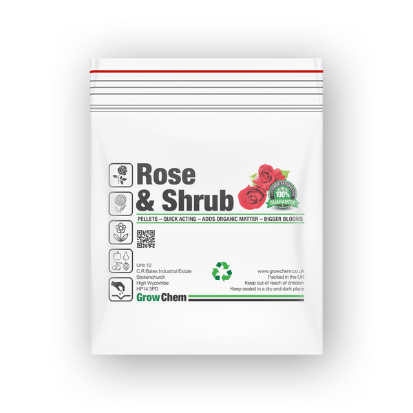 Modern Shrub Rose