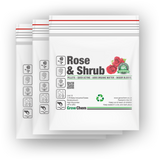 Best modern shrub rose