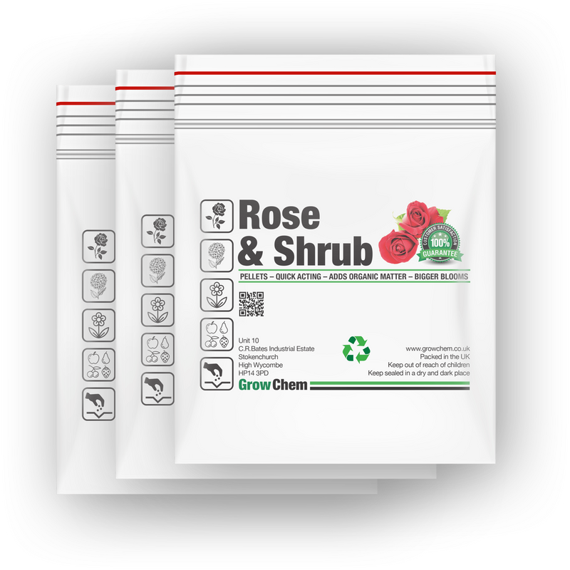 Best modern shrub rose